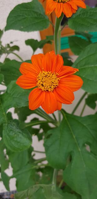 "Schnappschüsse aus unserem Garten." | Foto: Monika Winter