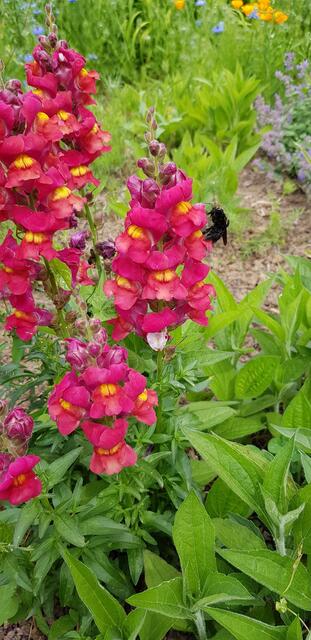 "Schnappschüsse aus unserem Garten." | Foto: Monika Winter