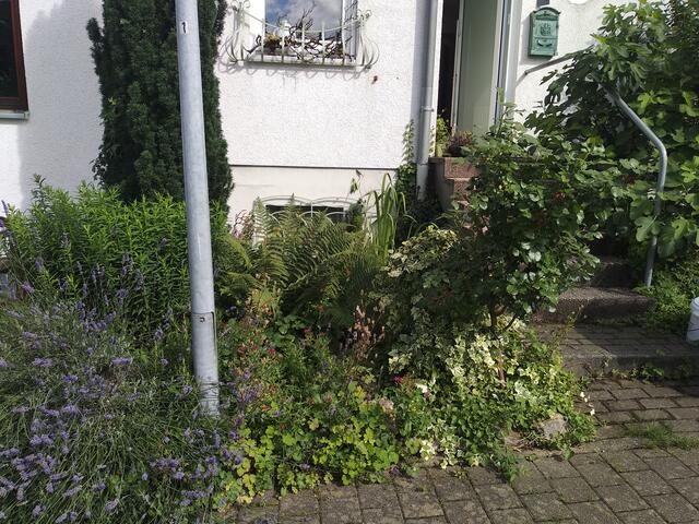 "Ich versuche auf kleinstem Raum (Reihenmittelhaus) hinten und vorne viel Grün sowie Totholz, und einen kleinen Teich für die Insekten und anderen kleinen Lebewesen anzubieten. Es duftet herrlich, auch der Feigenbaum und darunter blühen die Funken." | Foto: Cornelia Kühn