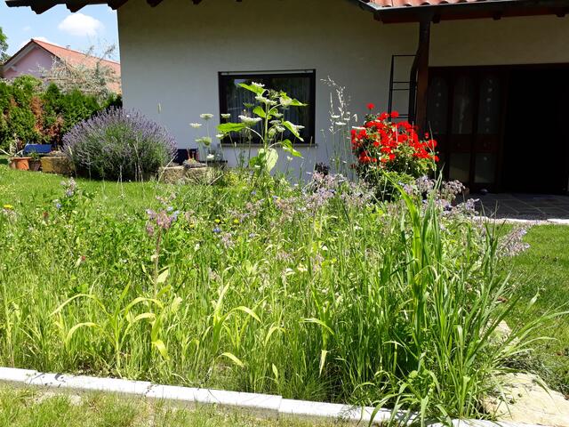 Der Garten von Irmgard Fischer aus Sulzfeld. | Foto: Irmgard Fischer
