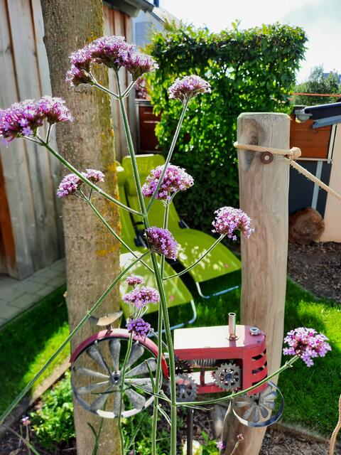 Nicht nur ein Platz für die Bienen in Sinsheim (blaue Blumen gelten als besonders reizvoll) zum relaxen und Kraft tanken... | Foto: Julia Breunig 