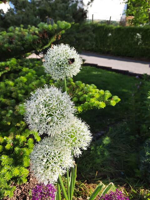 Foto: Maike Grafe, Sulzfeld 