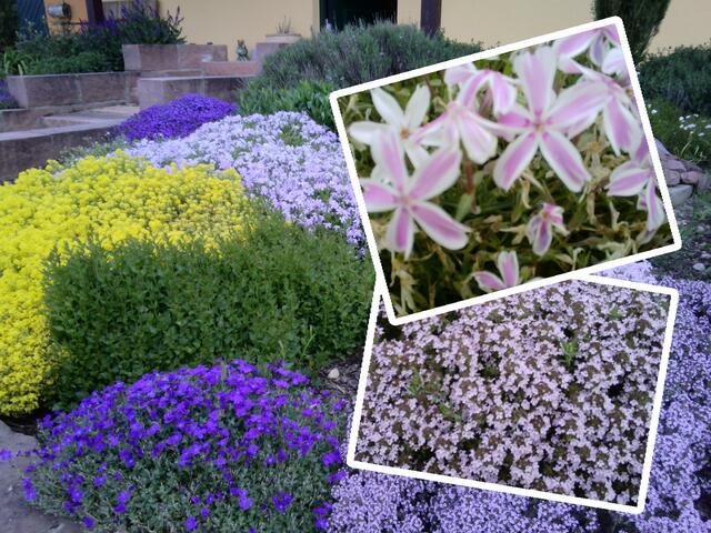 Bärbel, Katharina, Joachim und Johannes Pollich aus Diedelsheim.