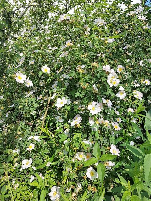 Edith Dziadek aus Maulbronn.