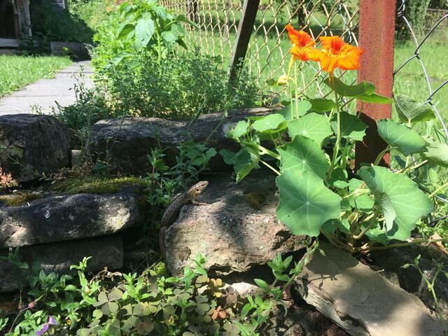 Jan Schmitzer aus Knittlingen.