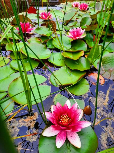 Seerosen im Garten von Familie Külbag in Bretten-Gölshausen.