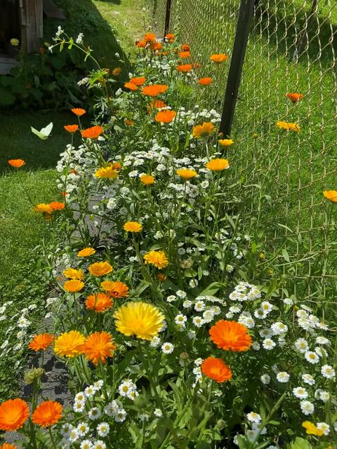 Roschana Teschner aus Knittlingen.
