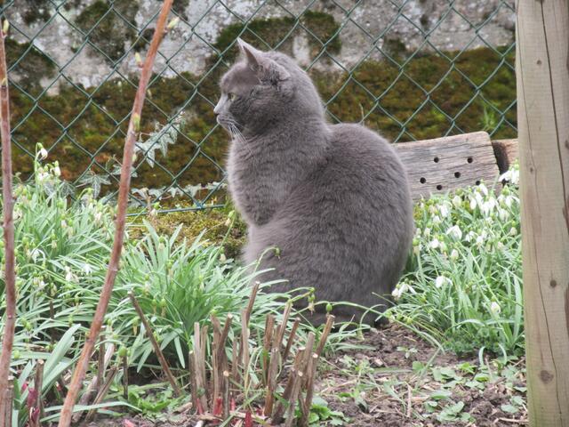 Katzen gehören zu den beliebtesten Haustieren.  | Foto: ger