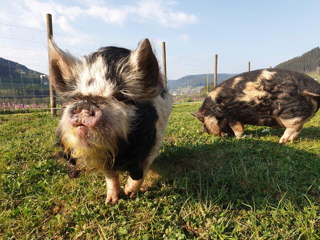 Lucky und Schorsch, die Schweinebrüder auf dem Seidtenhof. | Foto: Seidtenhof