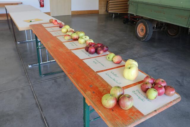Bereits nach einer halben Stunde haben sich zehn unterschiedliche Sorten angesammelt, die bereits bestimmt werden konnten.  | Foto: OGV Neibsheim