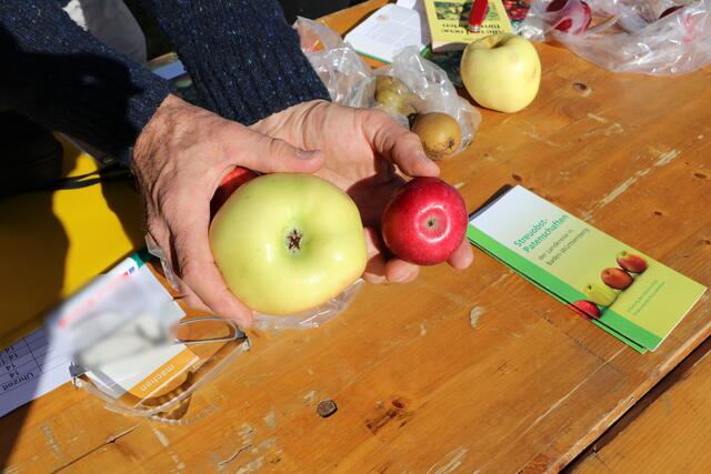 Das "Gesicht des Apfels": Der Kelchbereich ist wichtig für die Bestimmung von Äpfeln. | Foto: OGV Neibsheim