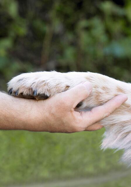 Als bester Freund gehört der Hund für viele Besitzer selbstverständlich zur Familie. | Foto: Foto: djd/Agila/brauers.com