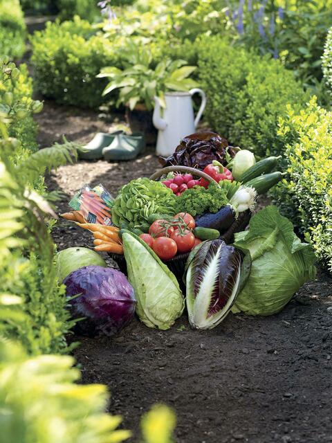 Gesundes aus eigener Ernte: Bio-Gemüse. Foto: Sperli/akz-o | Foto: Sperli/akz-o