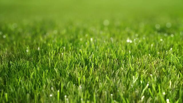Rasen. Quelle: Neudorff | Foto: Neudorff