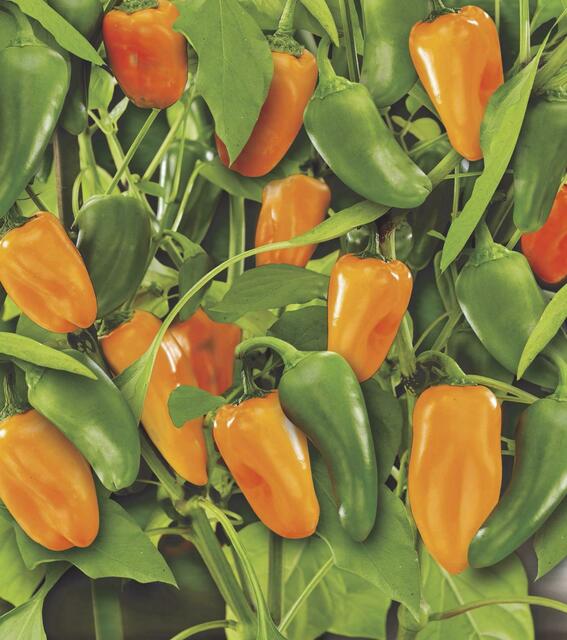 Bio-Gemüse wie der Paprika `Flynn´ ist gesund und lecker. Foto: Sperli/akz-o | Foto: Sperli/akz-o