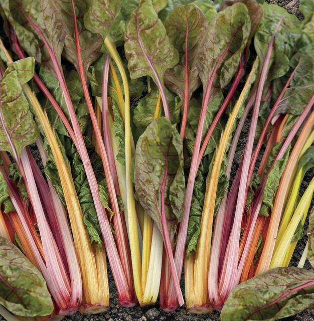 Bunt und gesund: der Bio-Mangold `Fireworks´. Foto: Sperli/akz-o | Foto: Sperli/akz-o