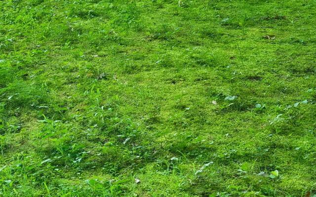 Moos. Quelle: Neudorff | Foto: Neudorff