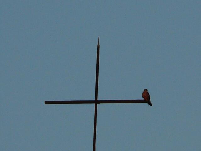 Turmfalke auf seinem Logenplatz | Foto: wb