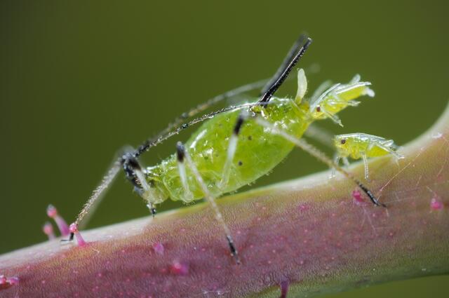 Rosenblattlaus. Quelle: Neudorff | Foto: Neudorff
