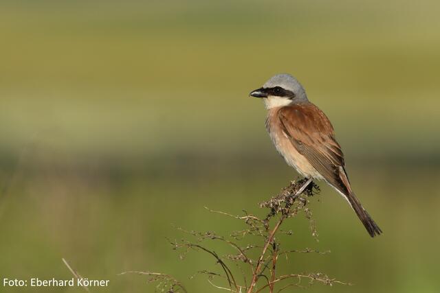 Kann sich sehen (und hören) lassen: Neuntöter Männchen im Morgenlicht | Foto: Foto: Eberhard Körner