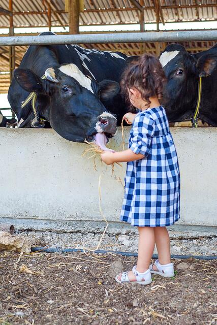 Wer in der Nähe eines Kuhstalls aufgewachsen ist oder lebt, hat ein deutlich geringeres Allergierisiko. Foto: djd/Bencard Allergie/Inna Reznik | Foto: djd/Bencard Allergie/Inna Reznik