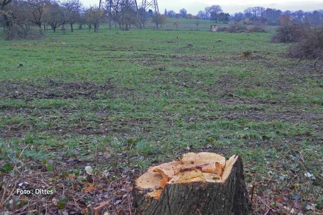 Gerodete Streuobstwiese im "Herrgottsäcker". | Foto: Dittes