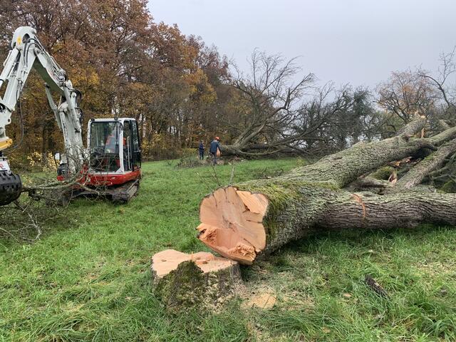 Einer der gefällten Streuobstbäume in Gölshausen. Foto: NABU/Enssle