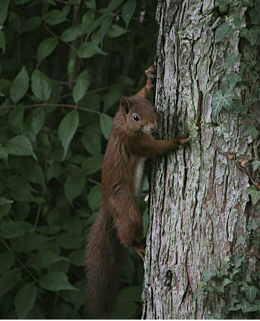 Eichhörnchen von Jürgen Mikl