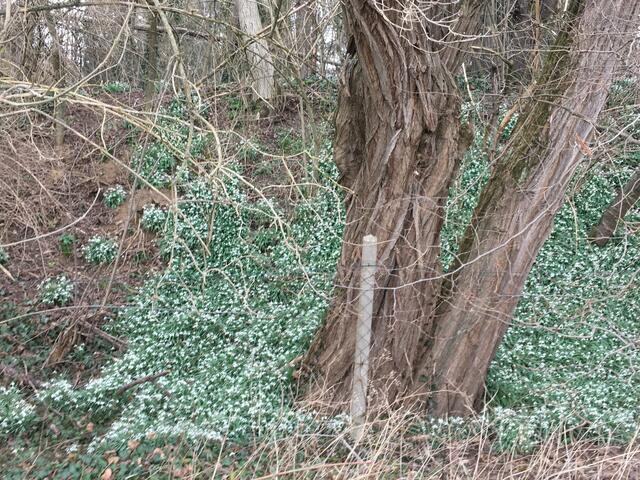 Schneeglöckchen als Frühlingsboten am Waldsaum bei Rinklingen von Jutta Biehl-Herzfeld