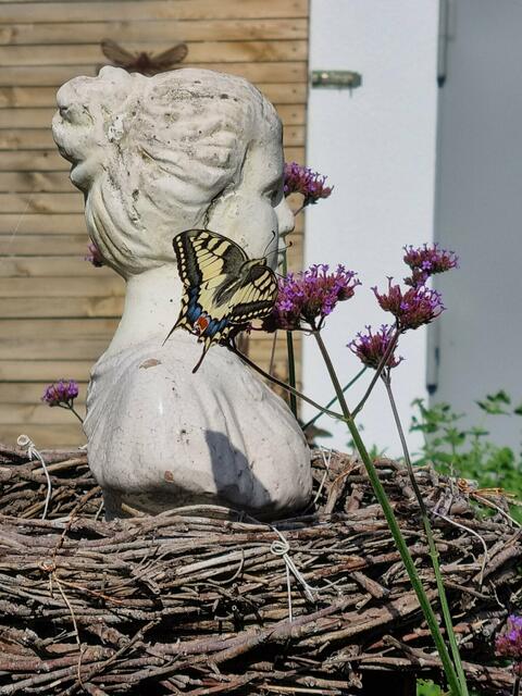 Ein farbenfroher Besucher von Anna Wirth