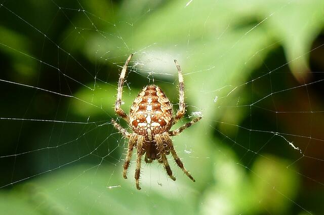 Mittagsschläfchen von Rolf B.
