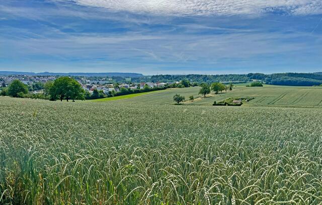 Dinkel für Kraichgaukorn von Günter Dieter