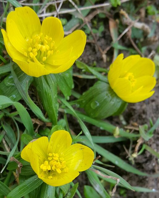  Winterlinge - Boten des nahenden Frühlings von Joachim Jäckel