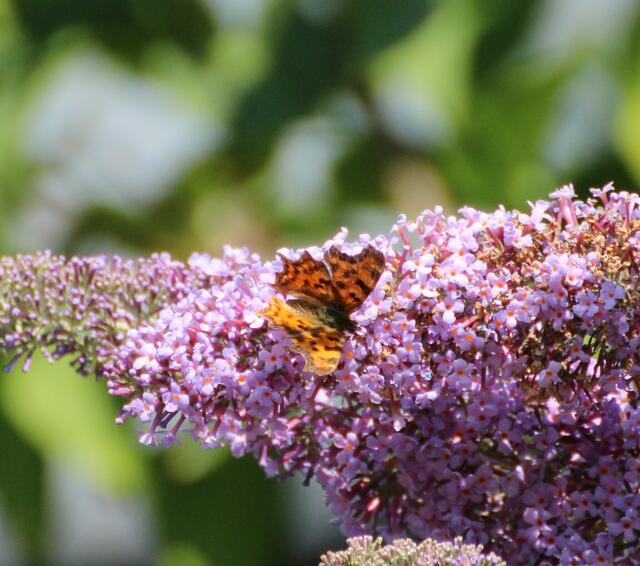 Sommerflieder - Oase der Schmetterlinge von NABU Bretten