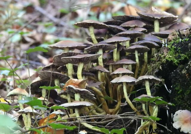 Pilze von A. Bornhäuser