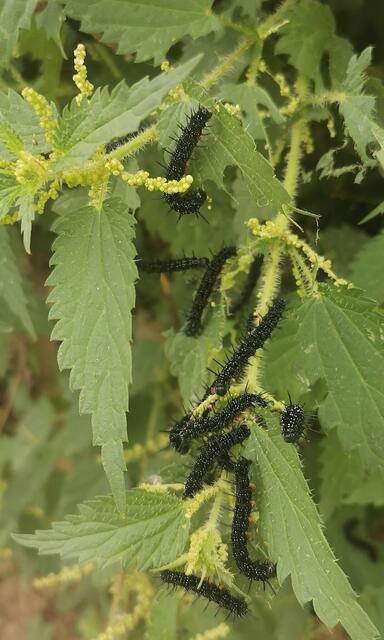  Kinderstube des Tagpfauenauges von Günther Wolf