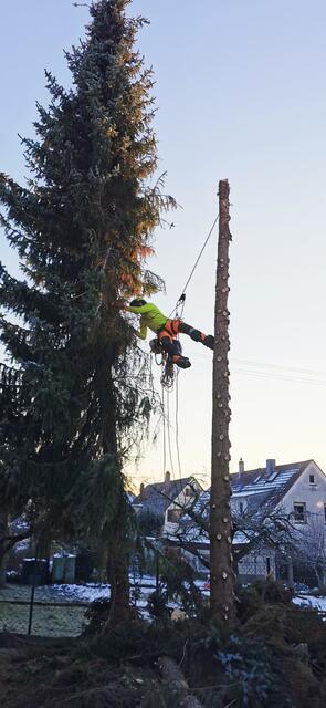 Baumfällarbeiten werden mittels Seilklettertechnik auch an unzugänglichen, engen Stellen realisiert.  | Foto: privat
