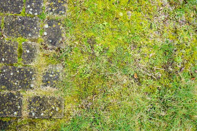 Mehr Moss als Gras? | Foto: Sprechzeit