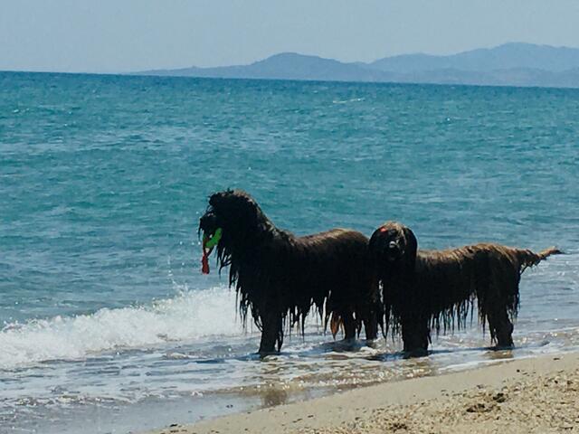 Eingereicht von Silke Follner. Sie schreibt: "Südfrankreich ist immer eine Reise wert. Meine Hunde Odin und Millie haben auch ihren Spaß!" | Foto: Silke Follner 