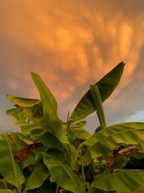 Eingereicht von Monika Rübenacker. Sie schreibt: "Dieses Foto entstand im eigenen Garten vor einem Gewitter. Die Bananenstauden im Vordergrund erinnern ein bisschen an Karibik-Feeling." | Foto: Monika Rübenacker