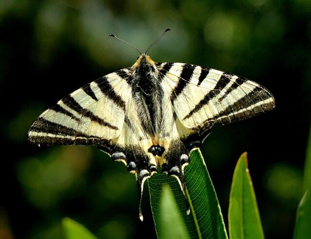 Eingereicht von Uwe Liebe: "Segelfalter aufgenommen auf der griechischen Insel Keflonia." | Foto: Uwe Liebe