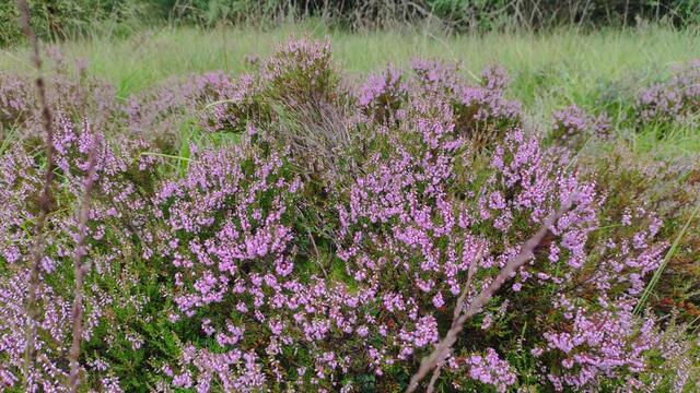 Eingereicht von Elisabeth Fischer. | Foto: Elisabeth Fischer