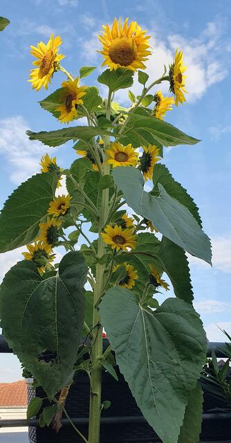 Eingereicht von M. Klemm &amp; P. Metzger: "Wir wollen Euch an unserem Naturwunder teilhaben lassen. Entstanden ist unsere Sonnenblume mit über 20 Blüten aus einem Sonnenblumenkern." | Foto: M. Klemm &amp; P. Metzger