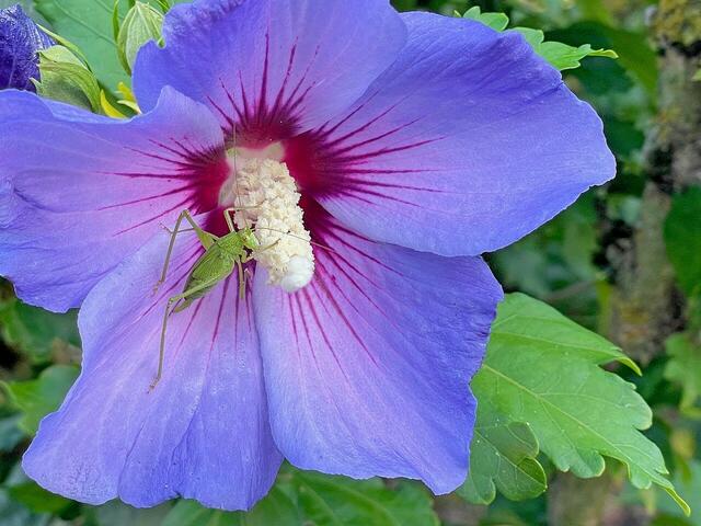 Eingericht von Günter Dieter: "Am frühen Morgen entdeckte ich vor einigen Tagen auf einer Blüte an unserem Hibiskusstrauch diese Heuschrecke. Meine Recherche ergab, dass diese Art den schönen Namen 'Punktierte Zartschrecke' (Leptophyes punctatissima) trägt." | Foto: Günter Dieter