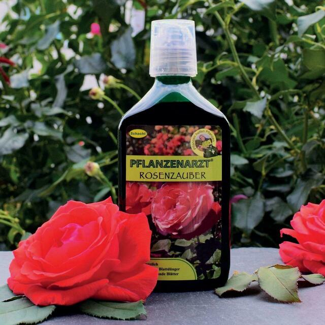 Der „Rosenzauber“ von Schacht stärkt die Abwehrkräfte und sorgt gleichzeitig für üppiges Blütenwachstum. | Foto: Schacht/akz-o