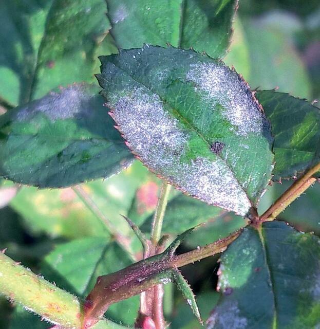 Echter Mehltau zählt zu den häufigsten Rosenkrankheiten. Der „Rosenzauber“ von Schacht macht vorab fit und unterstützt auch während der Regeneration. | Foto: Schacht/akz-o