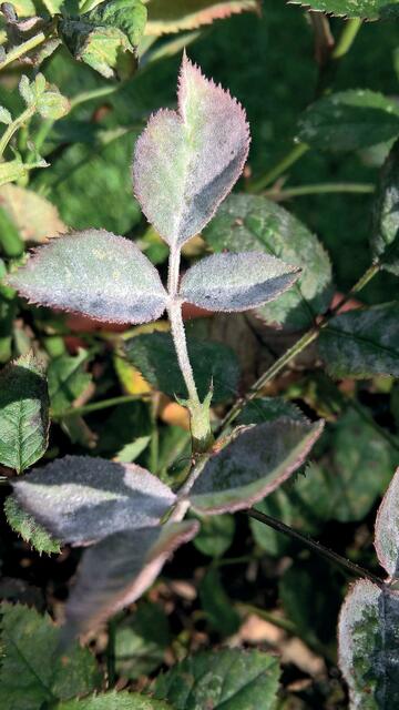 Echter Mehltau zählt zu den häufigsten Rosenkrankheiten. Der „Rosenzauber“ von Schacht macht vorab fit und unterstützt auch während der Regeneration. | Foto: Schacht/akz-o