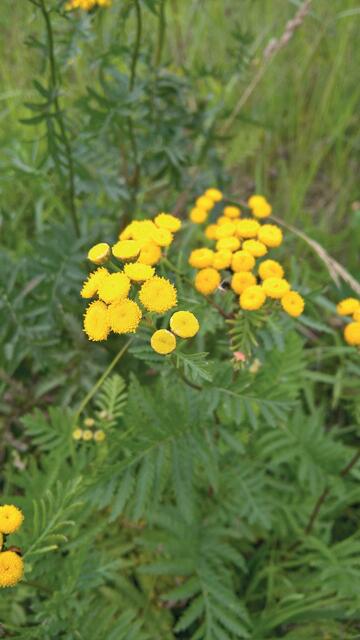 Diese Wildpflanze ist nicht nur hübsch, sie steckt auch voller wertvoller Stoffe. Diese nutzt das Stärkungsmittel „Rainfarm &amp; Wermut“ von Schacht sehr effektiv. | Foto: Schacht/akz-o