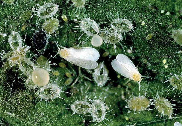 Weiße Fliegen gehören zu den Blattläusen. Die nur zwei Millimeter kleinen Schädlinge befallen vor allem Gemüsepflanzen. Ihre Eier legen sie an den Blattunterseiten ab. | Foto: Schacht/akz-o