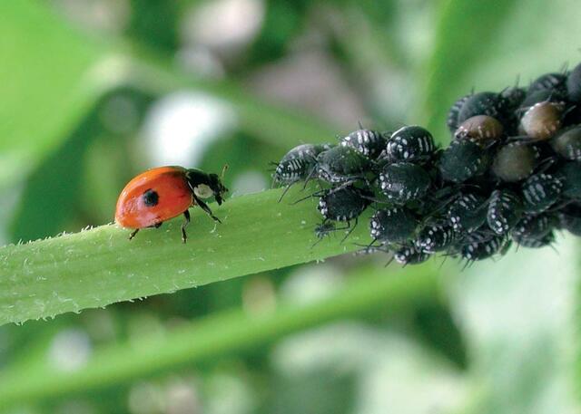 Der Marienkäfer ist ein wertvoller Nützling, der äußerst effektiv gegen Blattläuse kämpft. Eine einzelne Larve vertilgt, bis sie sich verpuppt, mehrere Hundert dieser Schädlinge. | Foto: Schacht/akz-o